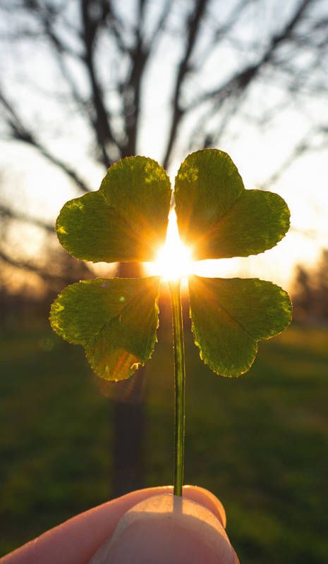 Négylevelű lóherét tartó kéz napfénnyel a háttérben – manifesztáció, szerencse és Lagom egyensúly